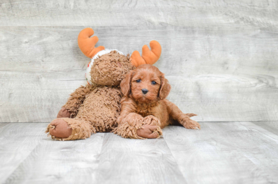 Cockapoo Pup Being Cute