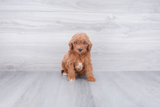 Fluffy Mini Goldendoodle Poodle Mix Pup