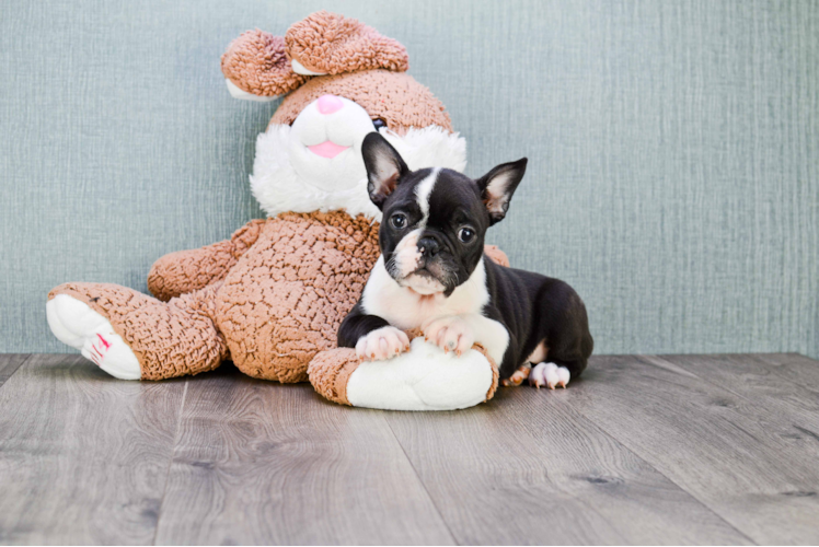 Hypoallergenic French Bulldog Purebred Pup