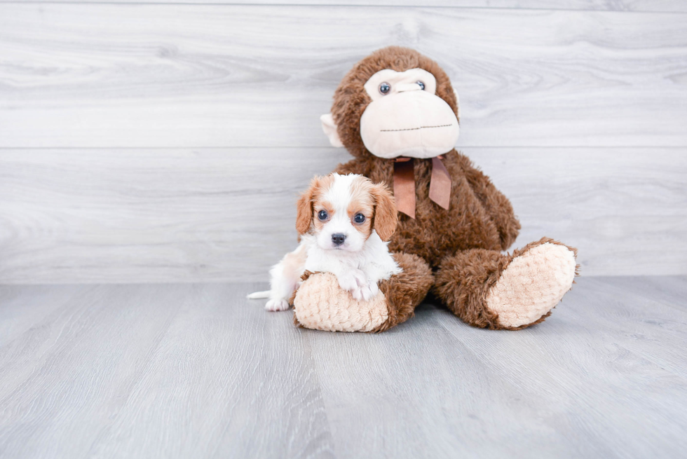 Small Cavalier King Charles Spaniel Baby