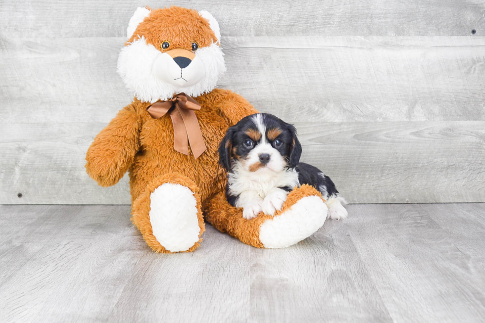 Cute Cavalier King Charles Spaniel Purebred Puppy