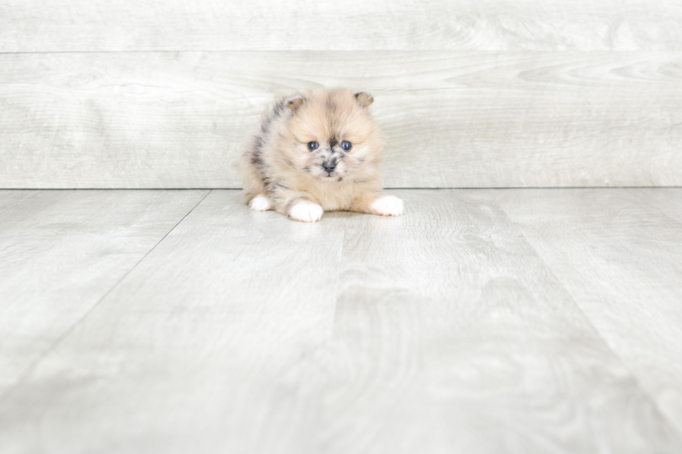 Energetic Pomeranian Purebred Puppy