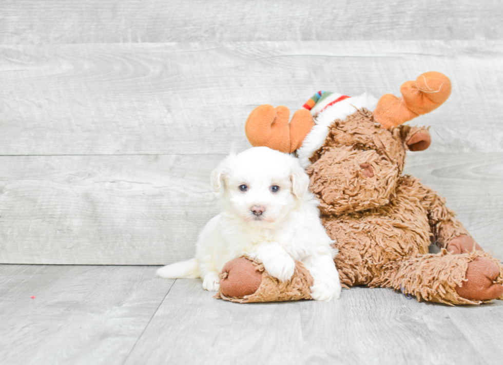 Maltipoo Pup Being Cute