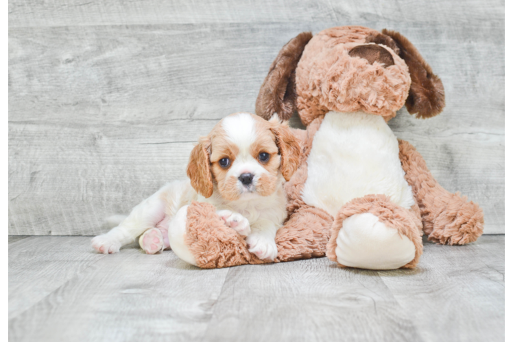 Playful Cavalier King Charles Spaniel Baby