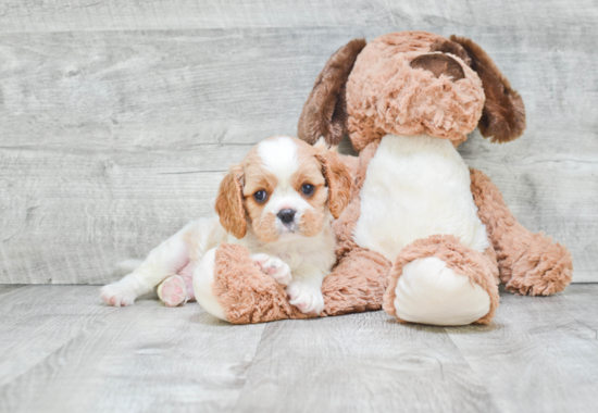 Playful Cavalier King Charles Spaniel Baby