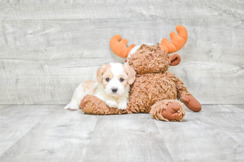 Cavachon Puppy for Adoption