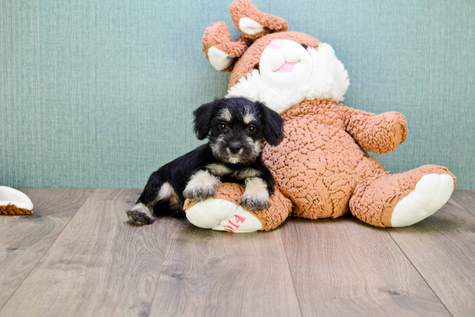 Best Mini Schnauzer Baby