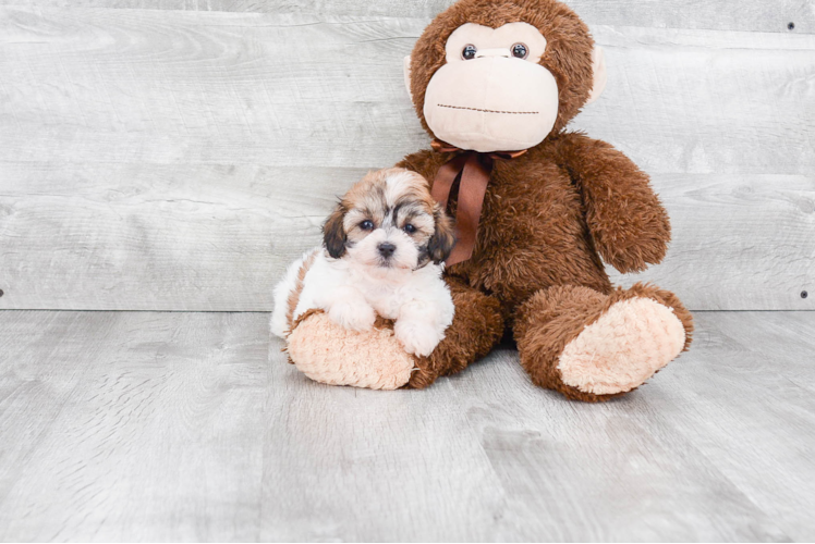 Teddy Bear Pup Being Cute