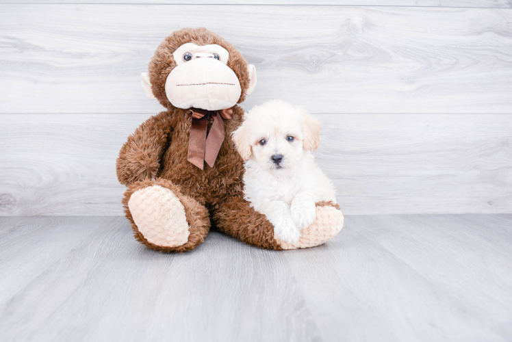 Smart Havanese Purebred Puppy