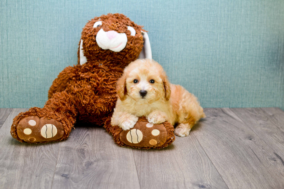 Cavapoo Puppy for Adoption