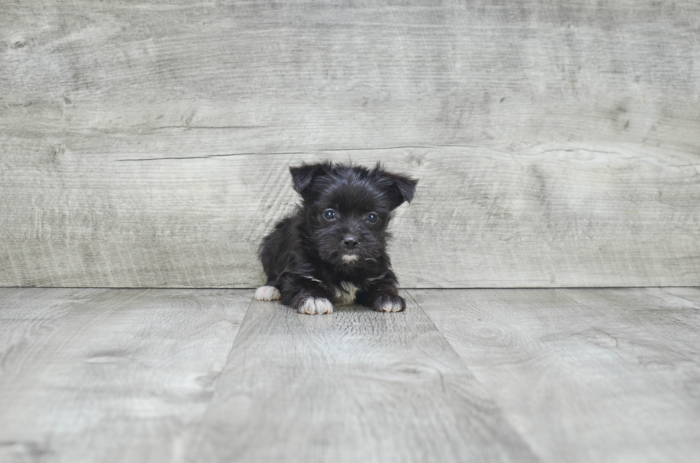 Best Morkie Baby