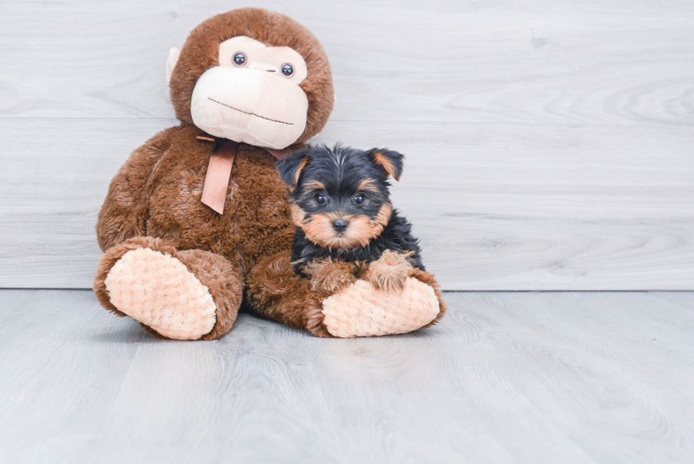 Meet Sadie - our Yorkshire Terrier Puppy Photo 