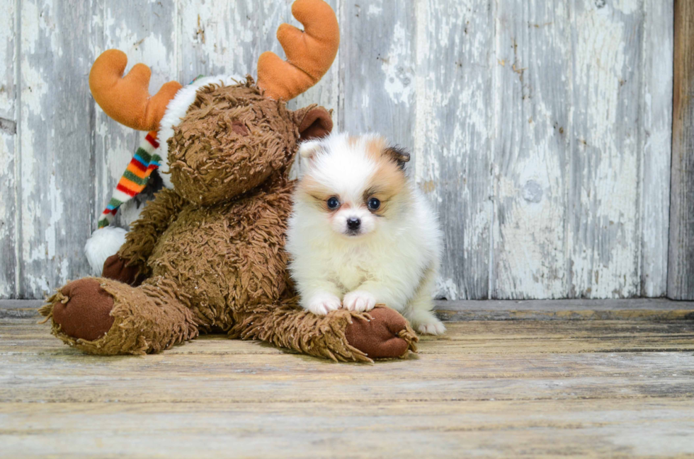 Pomeranian Puppy for Adoption