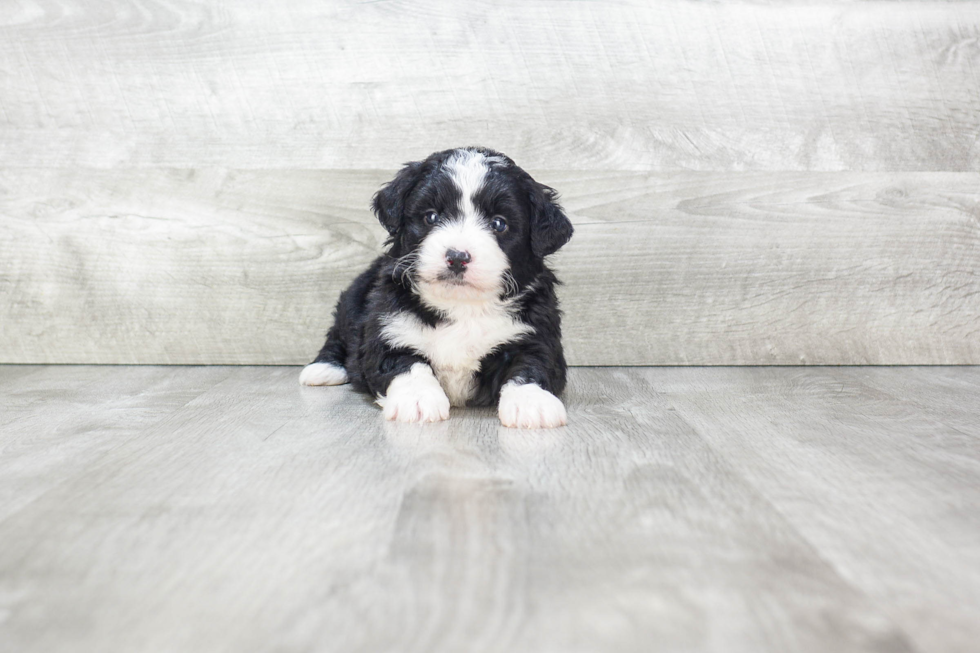 Popular Mini Bernedoodle Poodle Mix Pup