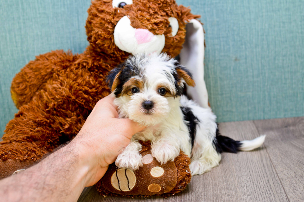 Meet Diddy - our Yorkshire Terrier Puppy Photo 