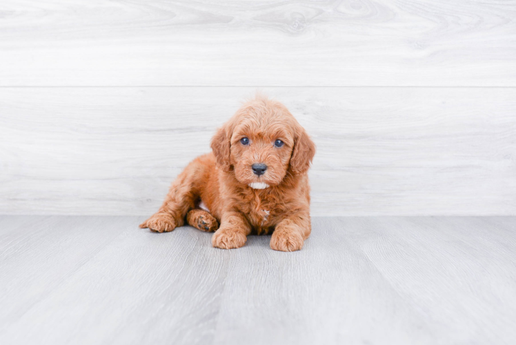 Small Mini Goldendoodle Baby