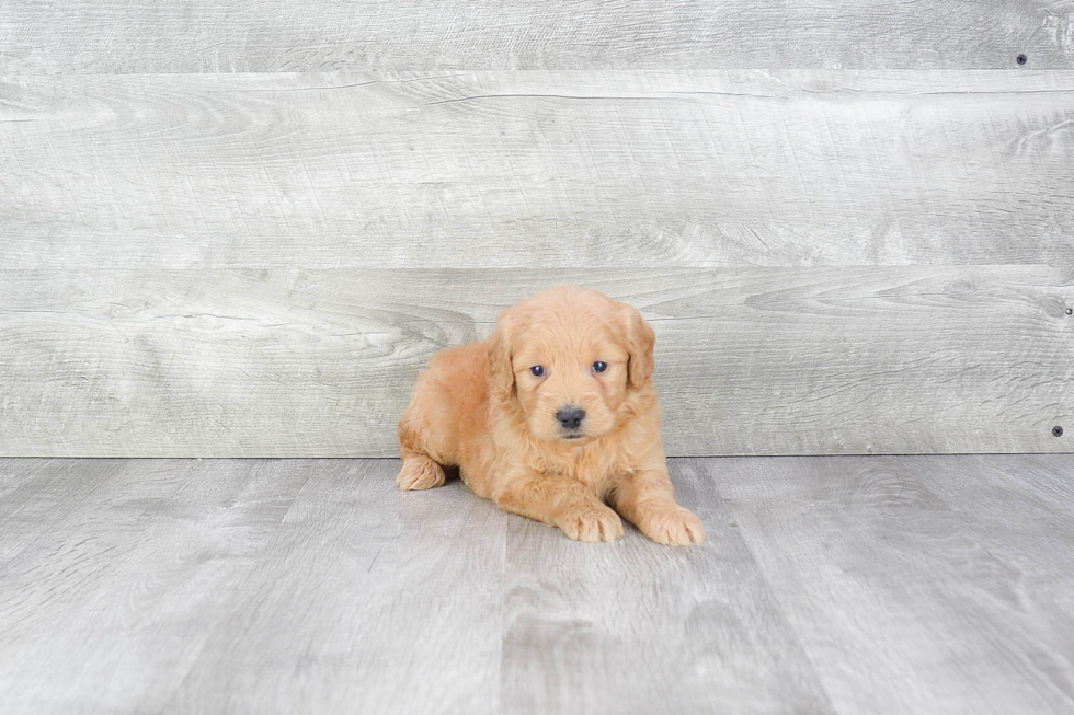 Mini Goldendoodle Pup Being Cute