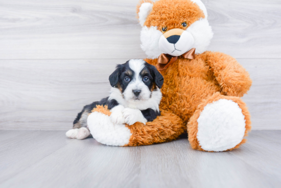 Best Mini Bernedoodle Baby