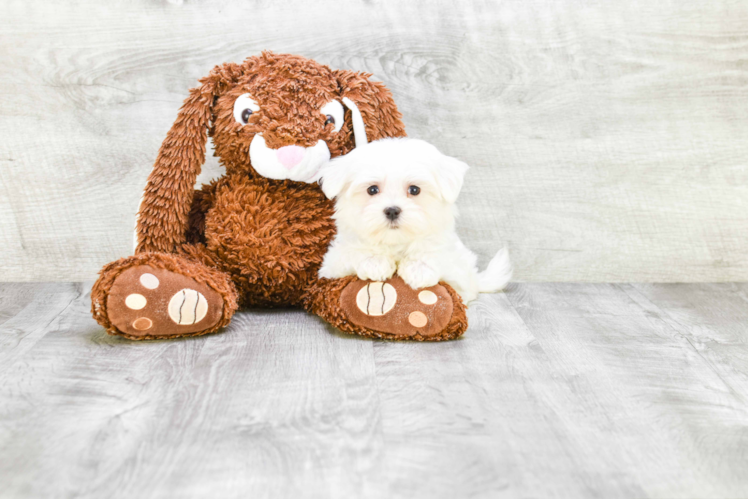 Maltese Pup Being Cute