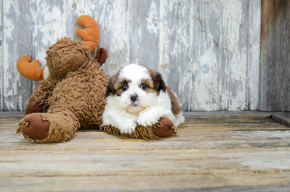 Teddy Bear Puppy for Adoption