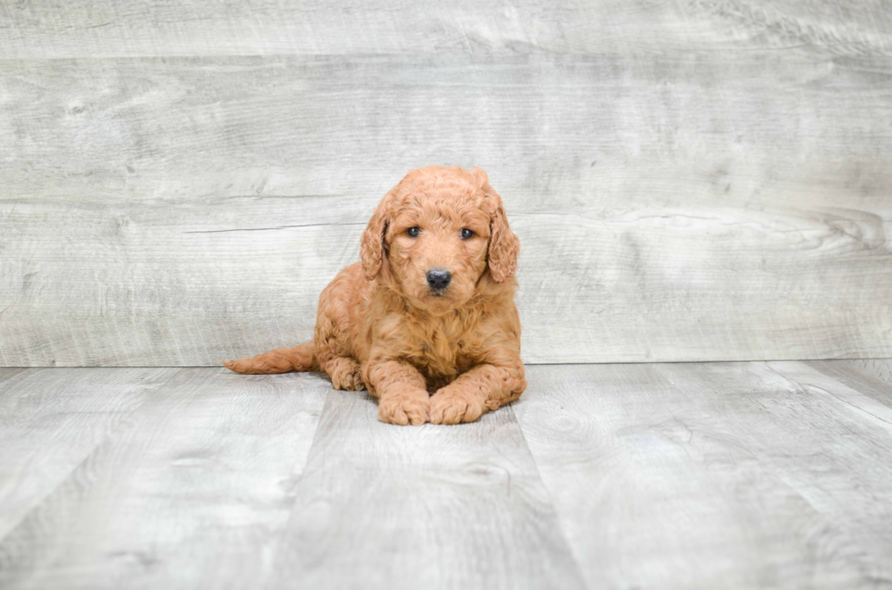 Best Mini Goldendoodle Baby