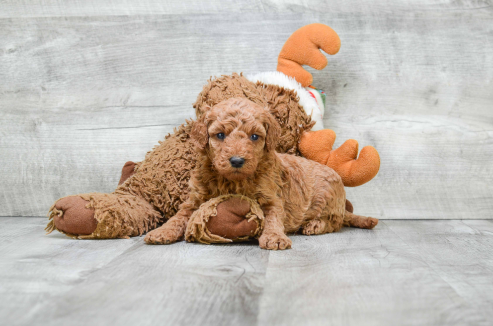 Best Mini Goldendoodle Baby