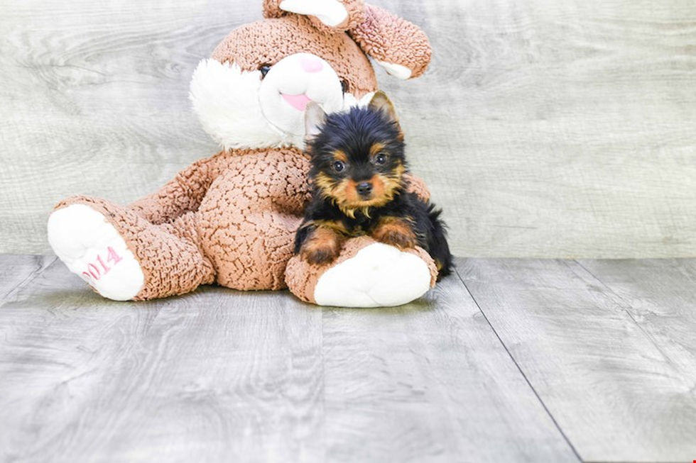 Meet Batman - our Yorkshire Terrier Puppy Photo 