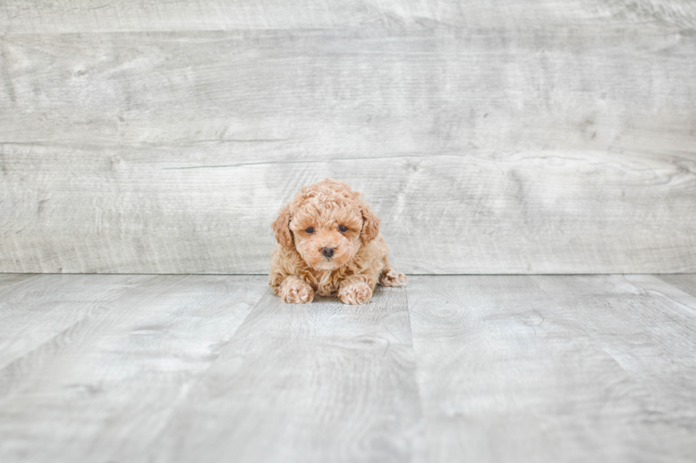 Playful Poodle Baby