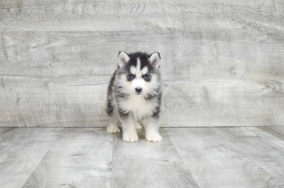 Best Pomsky Baby