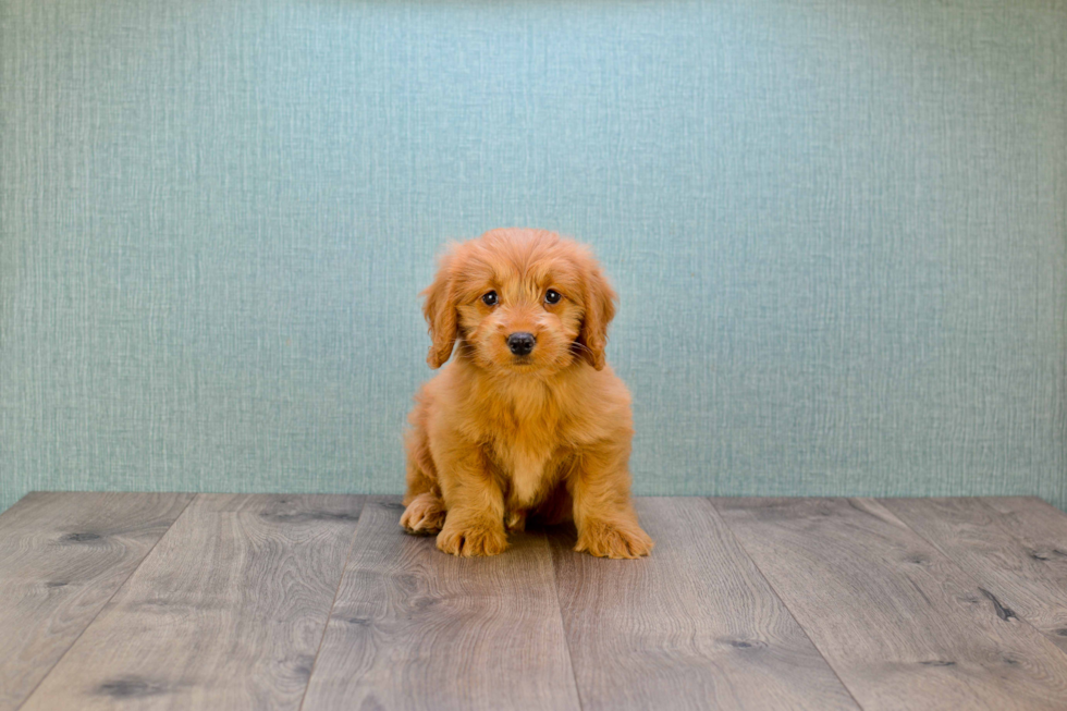 Mini Goldendoodle Pup Being Cute