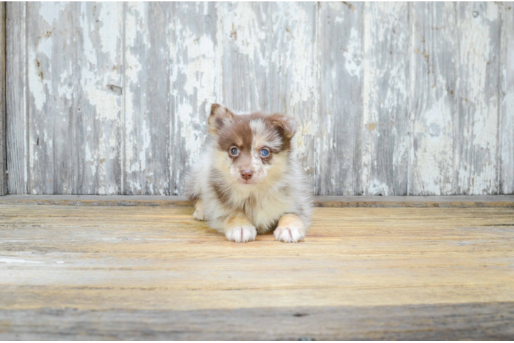 Funny Pomsky Designer Pup