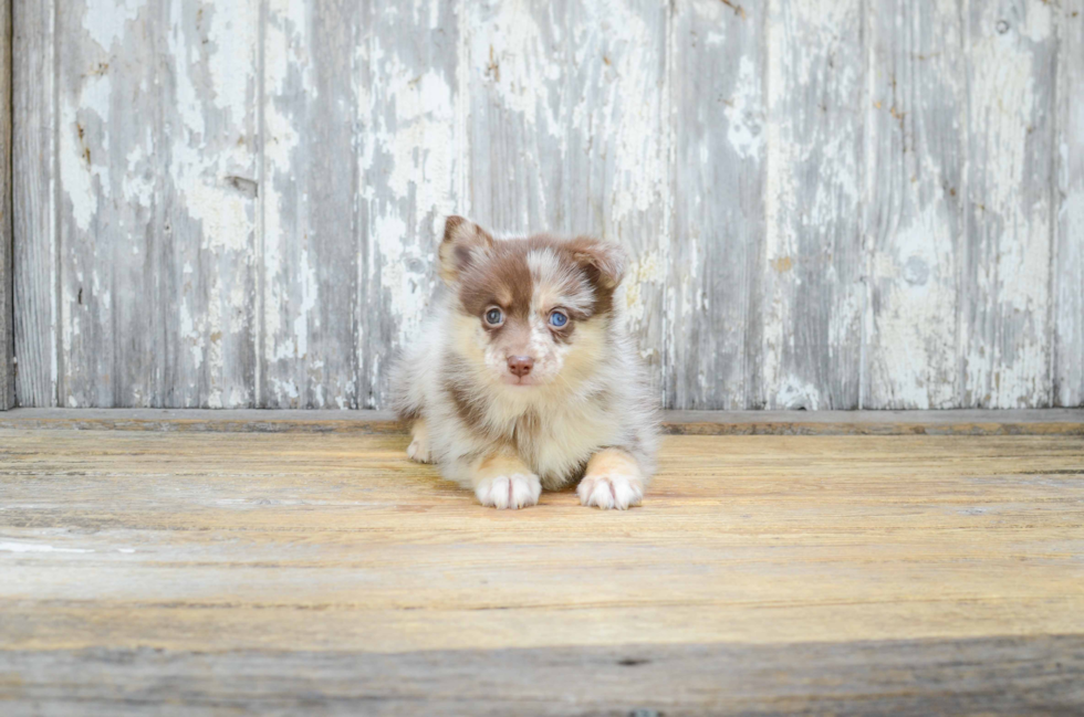 Funny Pomsky Designer Pup