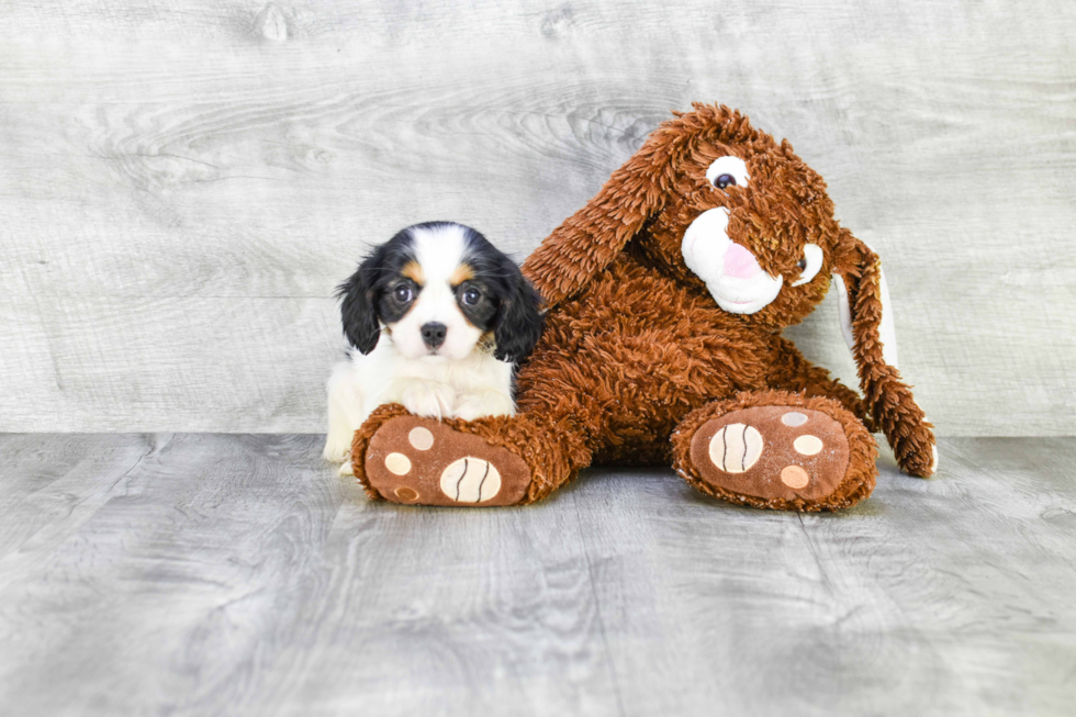 Cavalier King Charles Spaniel Pup Being Cute