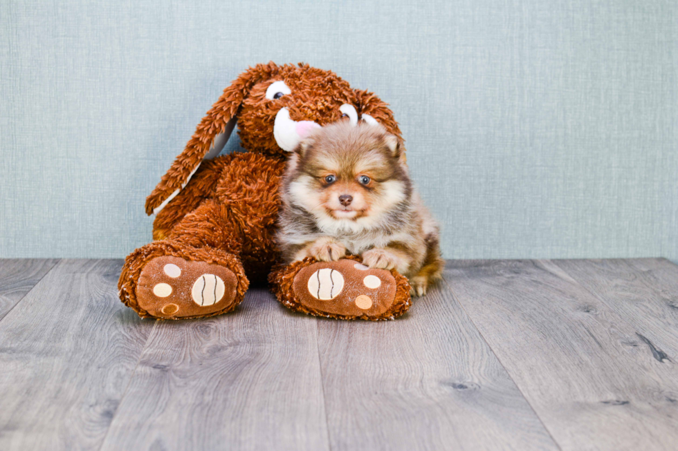 Cute Pomeranian Purebred Puppy