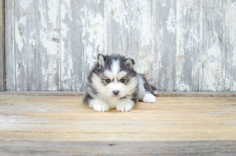 Cute Pomsky Baby