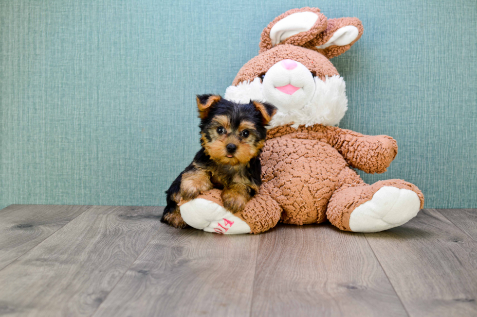 Meet Bella - our Yorkshire Terrier Puppy Photo 