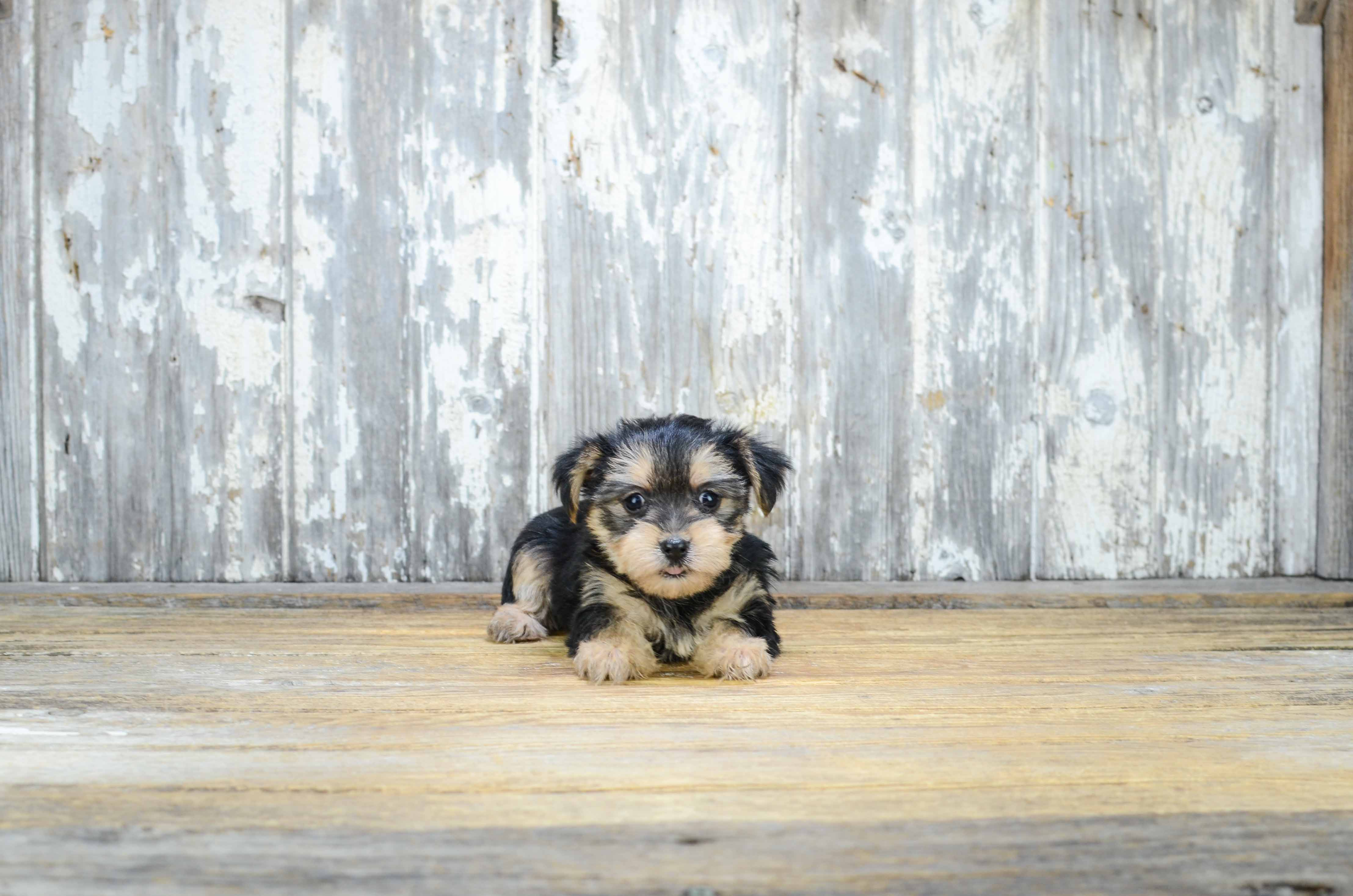 Adorable Yorkie Designer Puppy