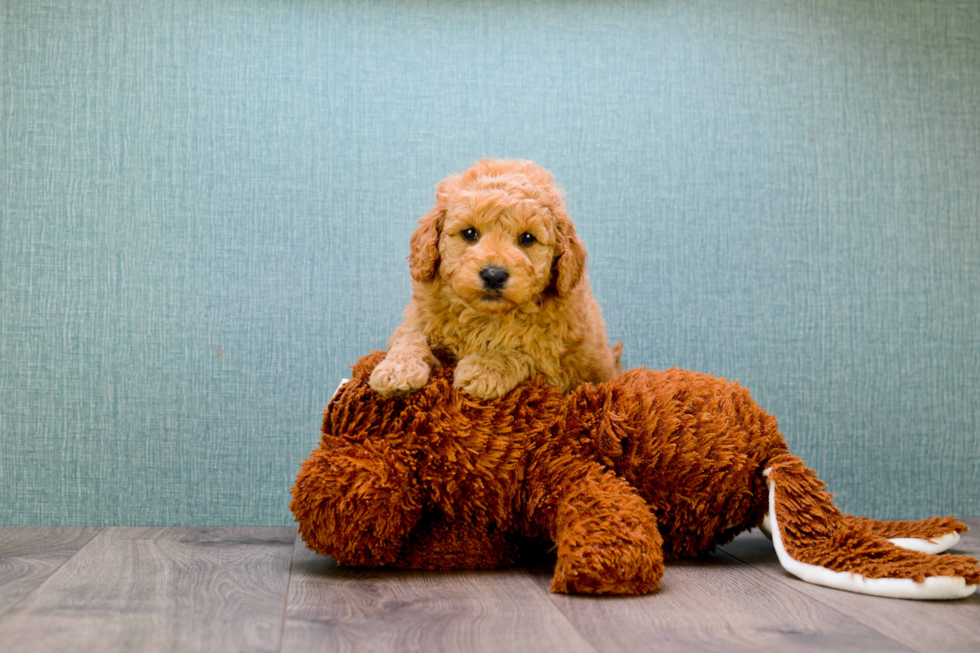 Playful Golden Retriever Poodle Mix Puppy