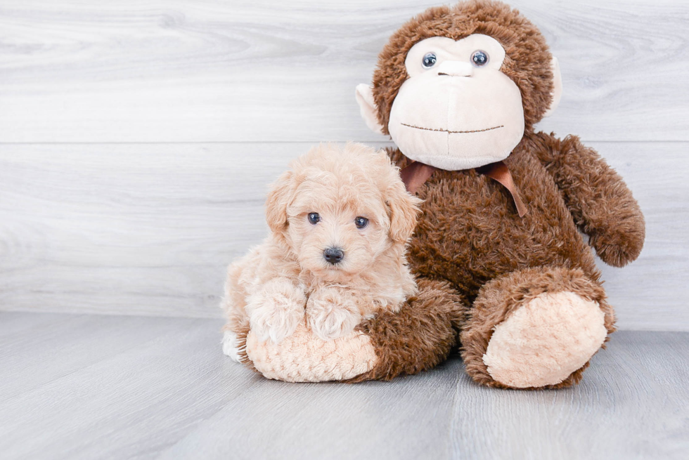 Maltipoo Pup Being Cute