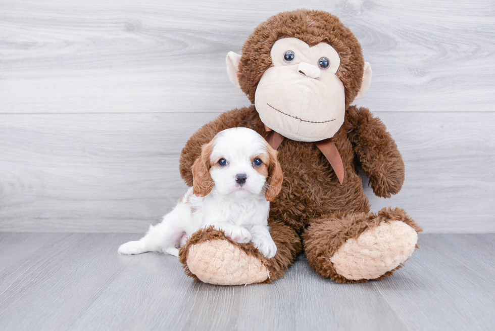 Cavalier King Charles Spaniel Puppy for Adoption