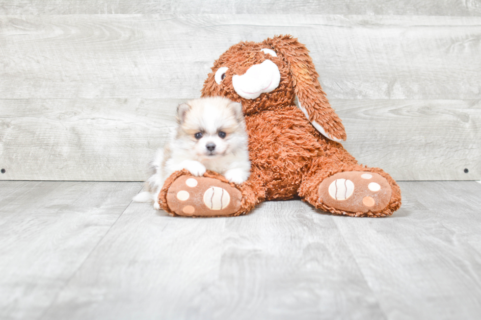 Pomeranian Pup Being Cute