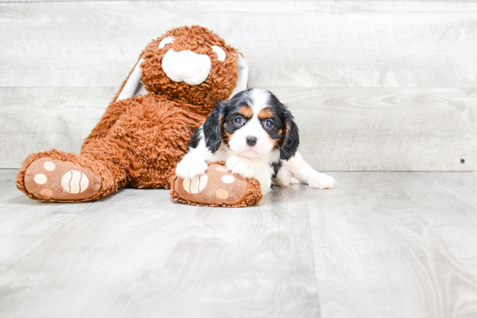 Cavalier King Charles Spaniel Puppy for Adoption