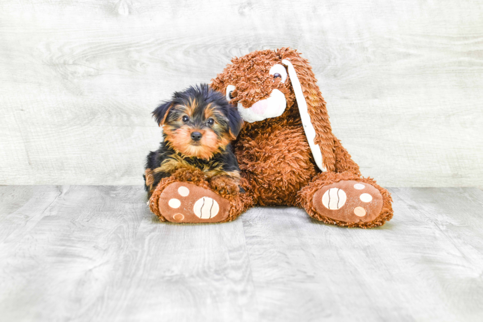 Meet Snickers - our Yorkshire Terrier Puppy Photo 