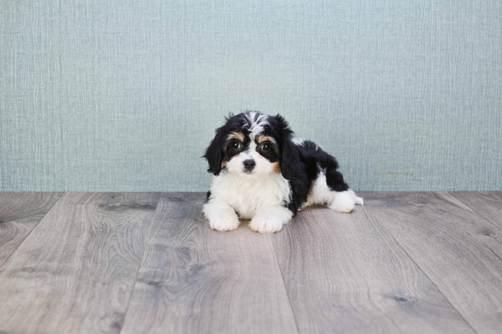 Cavachon Pup Being Cute