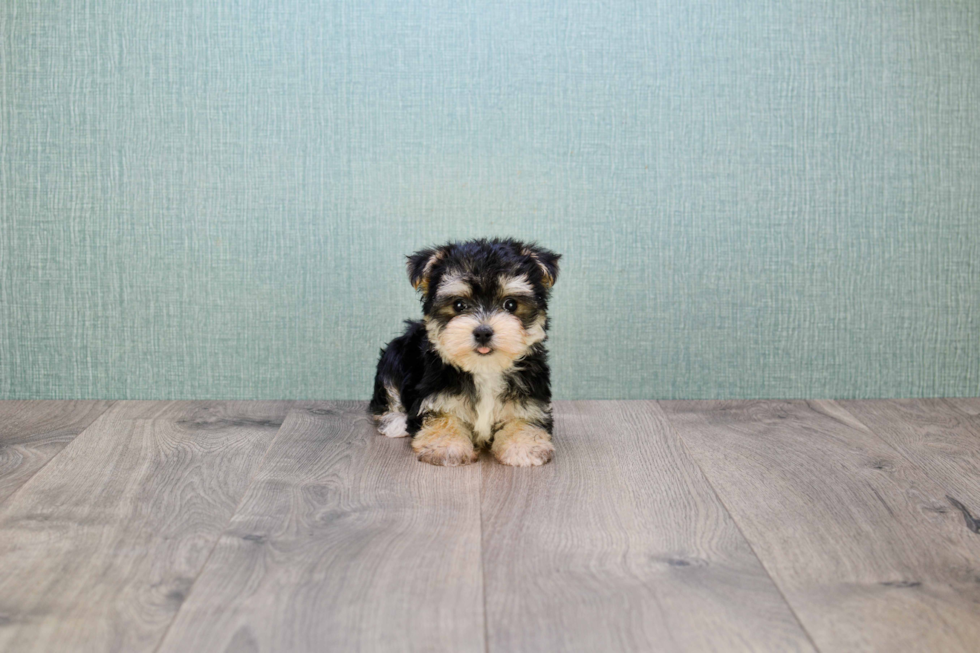 Hypoallergenic Yorkie Designer Puppy