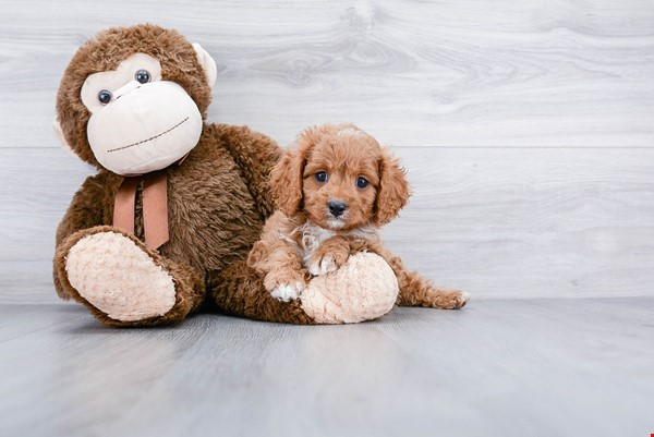 Sweet Cavapoo Baby