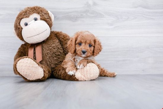 Sweet Cavapoo Baby