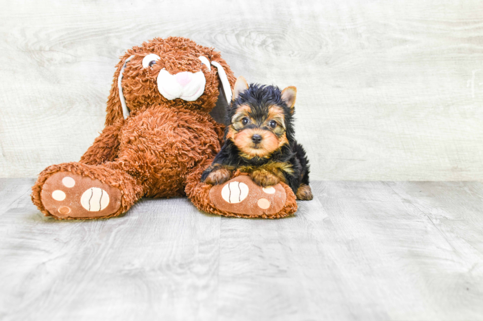 Meet Bella - our Yorkshire Terrier Puppy Photo 