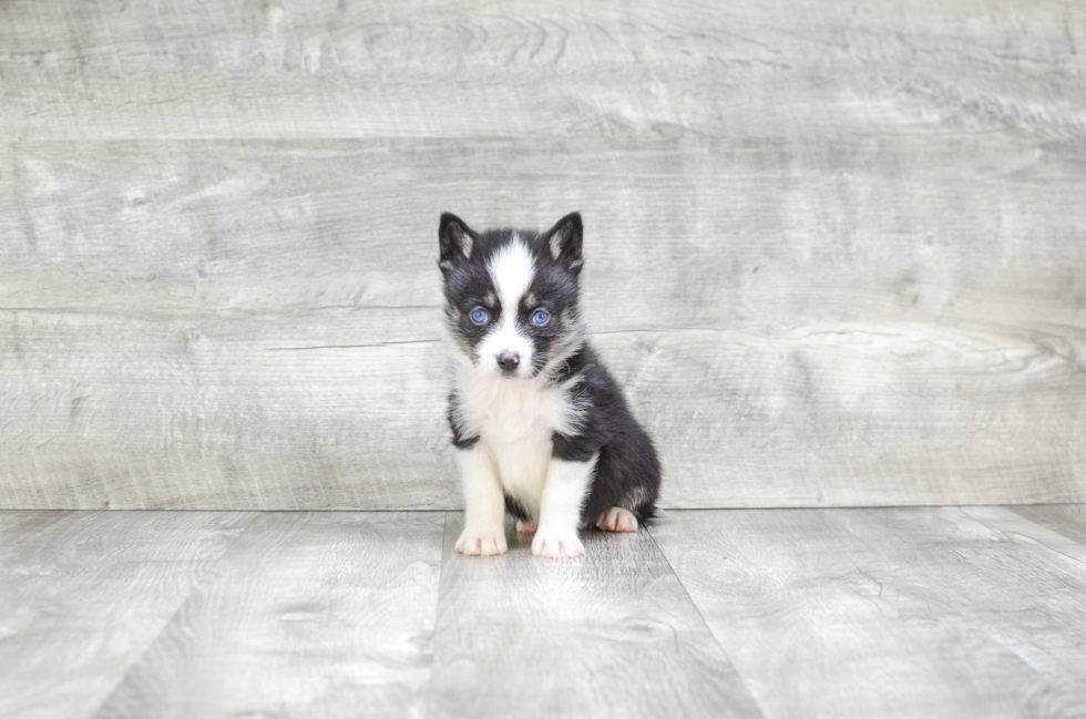 Cute Pomsky Baby