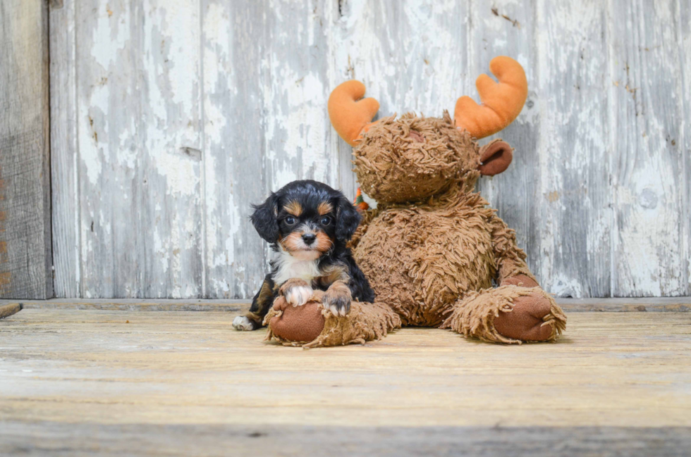 Happy Cavapoo Baby